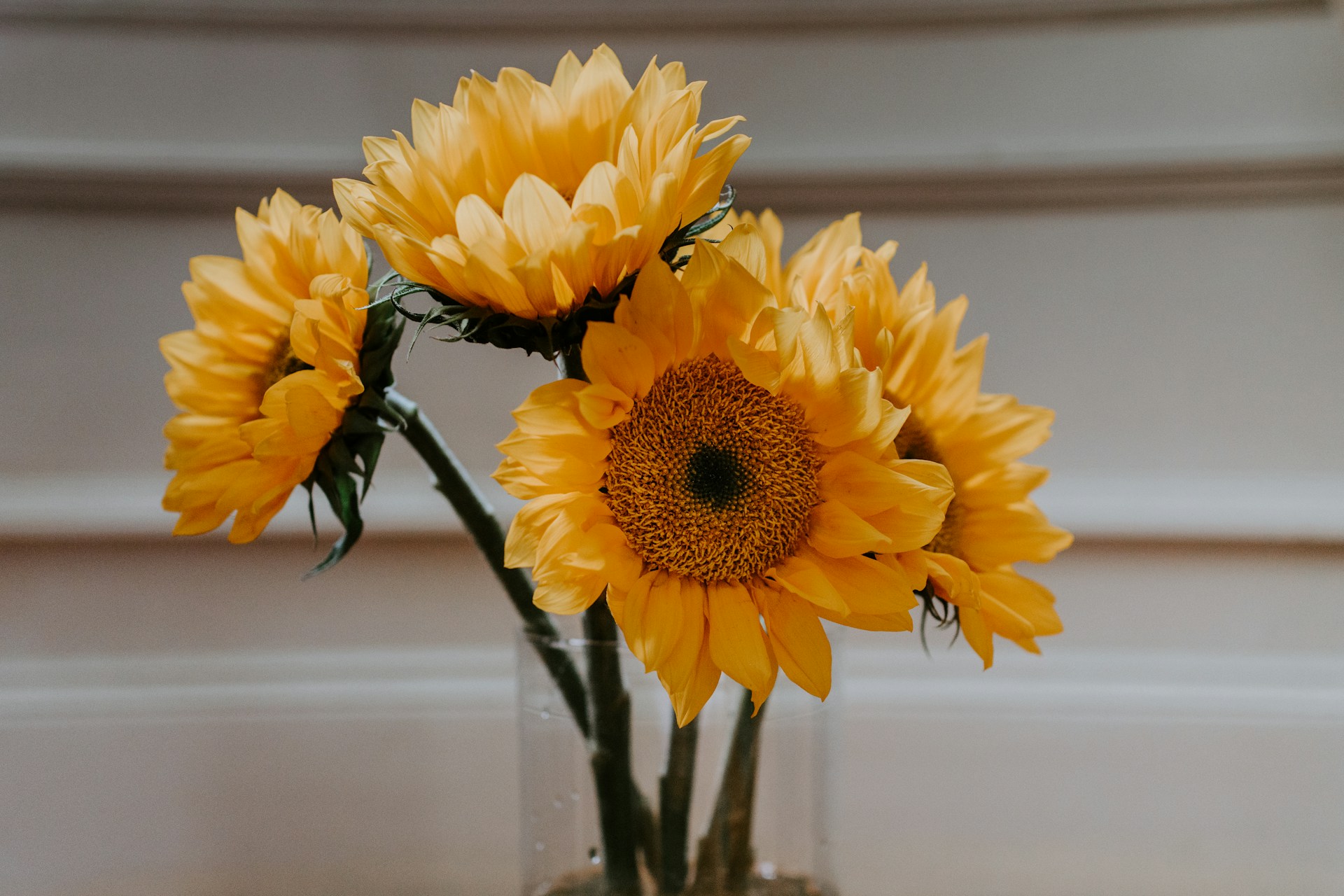 Strauß-aus-Sonnenblumen